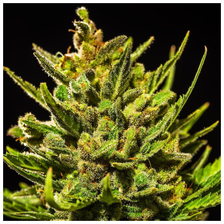 Semillas Autoflorecientes White Widow Auto de Fastbuds