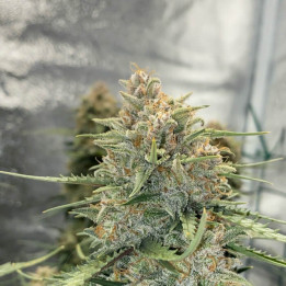 Semillas Autoflorecientes Sour Diesel Auto de Fastbuds