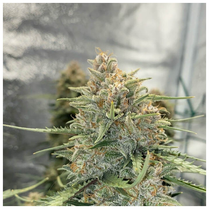 Semillas Autoflorecientes Sour Diesel Auto de Fastbuds