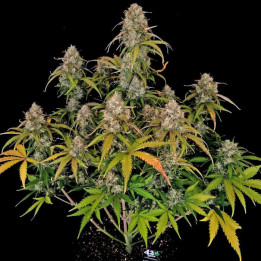 Semillas Autoflorecientes Chemdawg Auto de Fastbuds