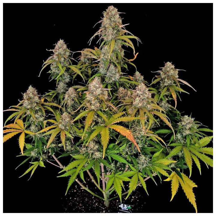 Semillas Autoflorecientes Chemdawg Auto de Fastbuds
