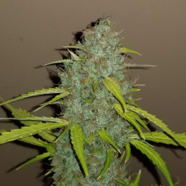 Semillas Autoflorecientes Critical Auto de Fastbuds