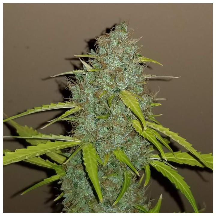 Semillas Autoflorecientes Critical Auto de Fastbuds