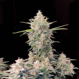 Semillas Autoflorecientes Skunk Auto de Fastbuds