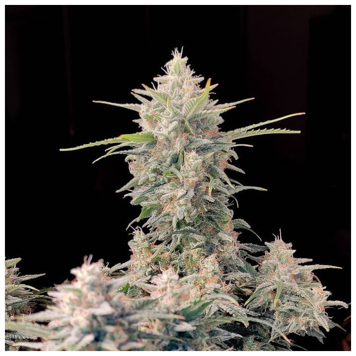 Semillas Autoflorecientes Skunk Auto de Fastbuds