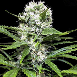 Lemon Ice (Ripper Seeds)