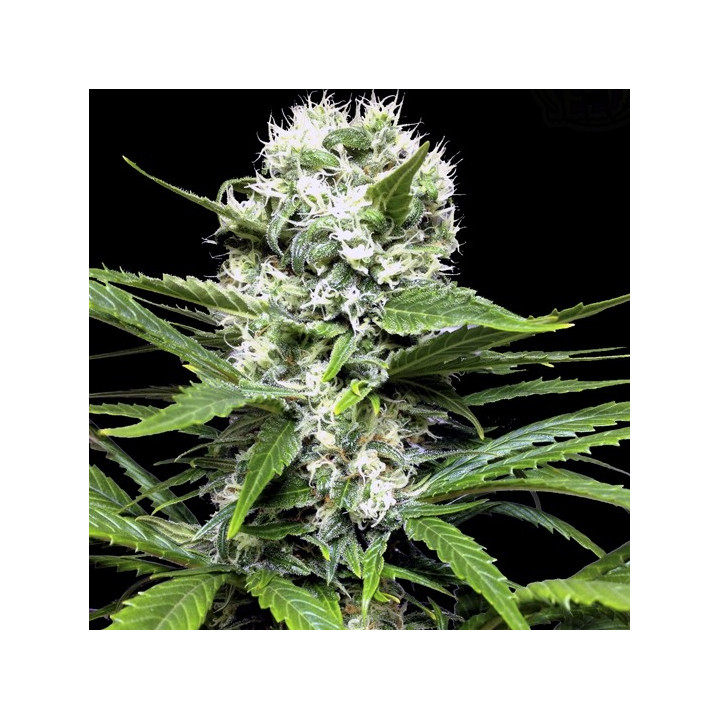 Lemon Ice (Ripper Seeds)
