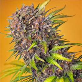 Semillas Autoflorecientes Diablo Rojo XL Auto de Sweet Seeds