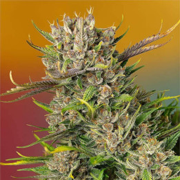 Semillas Autoflorecientes Papaya Zoap Auto de Sweet Seedss