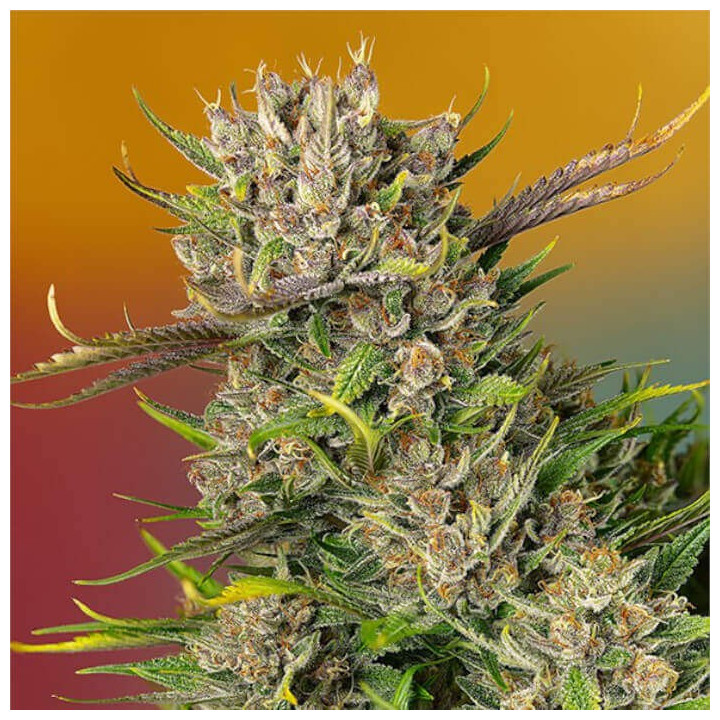 Semillas Autoflorecientes Papaya Zoap Auto de Sweet Seedss
