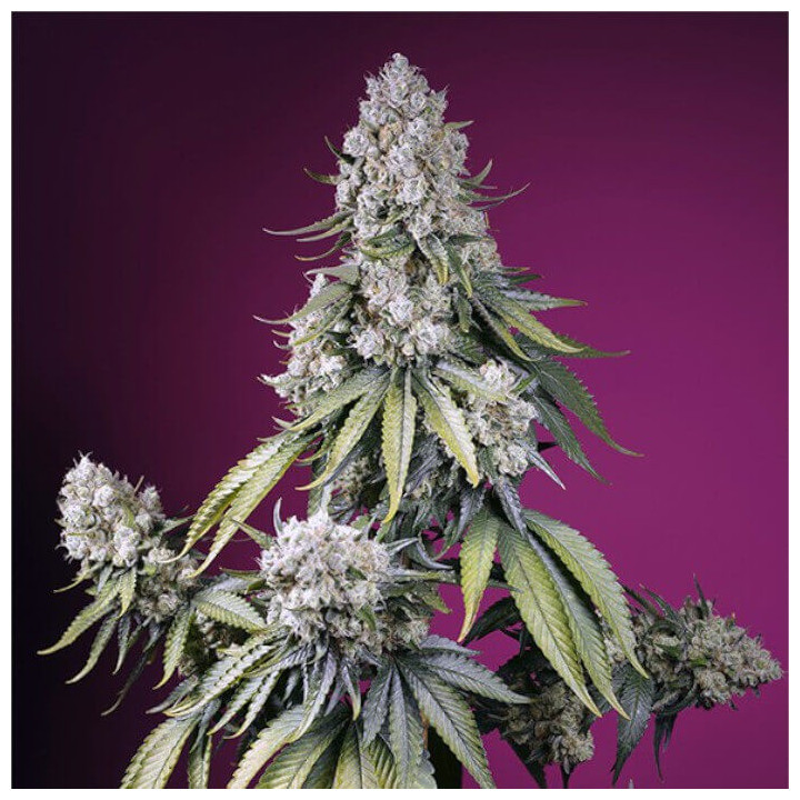 Semillas Autoflorecientes Jealousy Z XL Auto de Sweet Seeds