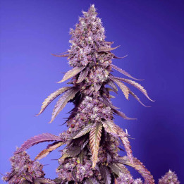 Semillas Feminizadas Black Muffin F1 Fast Version de Sweet Seeds