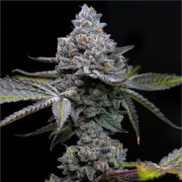 Semillas Feminizadas Apple Fritter de Barney's Farm