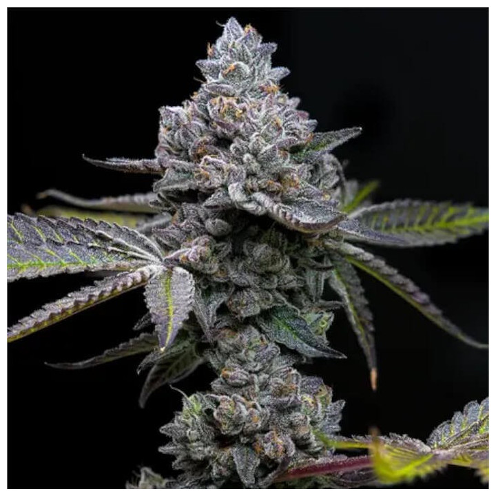 Semillas Feminizadas Apple Fritter de Barney's Farm