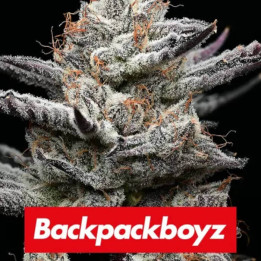 Semillas Feminizadas Black Cherry Gushers de Barney's Farm x Backpackboyz
