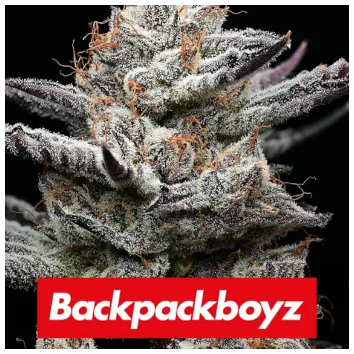 Semillas Feminizadas Black Cherry Gushers de Barney's Farm x Backpackboyz