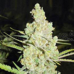 1024 (Medical Seeds)