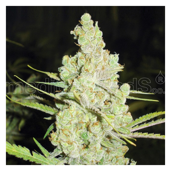 1024 (Medical Seeds)