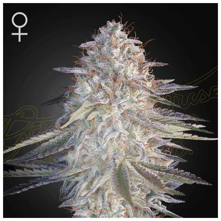 Semillas Feminizadas Super Lemon Haze x Pink Candy de Green House Seeds