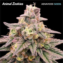 Semillas feminizadas Animal Zookies de Advanced Seeds