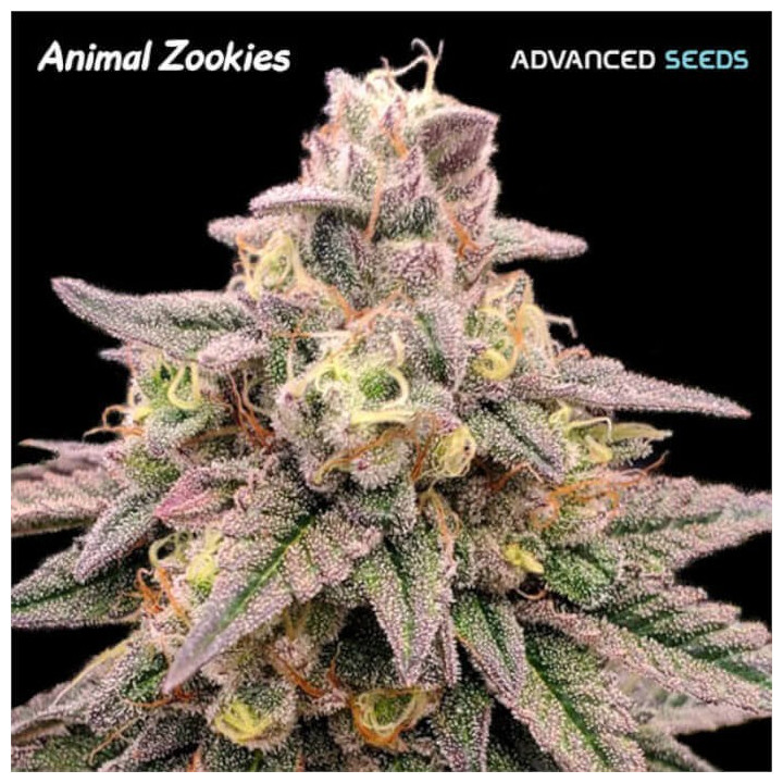 Semillas feminizadas Animal Zookies de Advanced Seeds