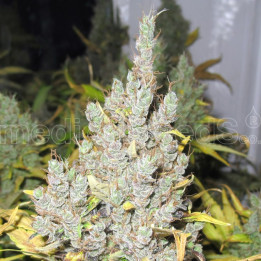 2046 (Medical Seeds)