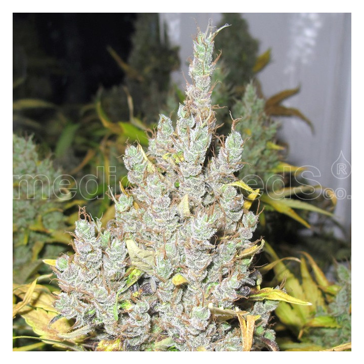 2046 (Medical Seeds)