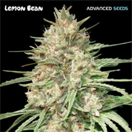 Semillas feminizadas Lemon Bean de Advanced Seeds