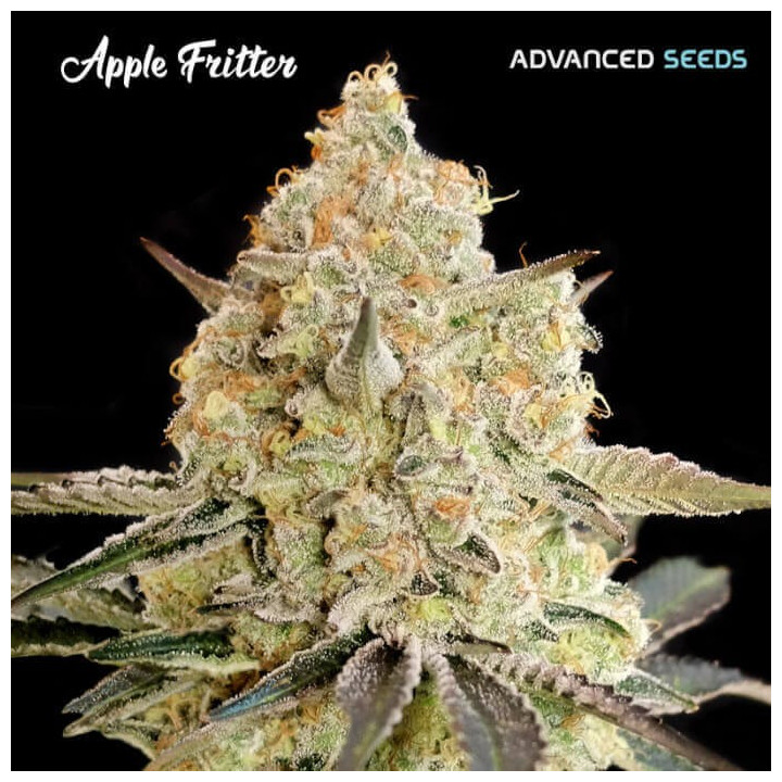 Semillas feminizadas Apple Fritter de Advanced Seeds