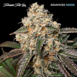 Semillas feminizadas Forbidden Fruit Cake de Advanced Seeds