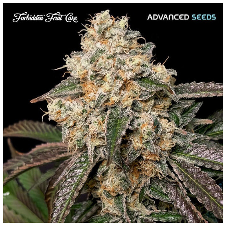 Semillas feminizadas Forbidden Fruit Cake de Advanced Seeds