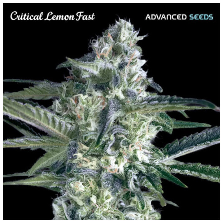Semillas feminizadas Critical Lemon Fast de Advanced Seeds