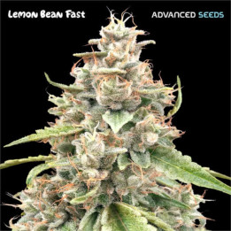 Semillas feminizadas Lemon Bean Fast de Advanced Seeds