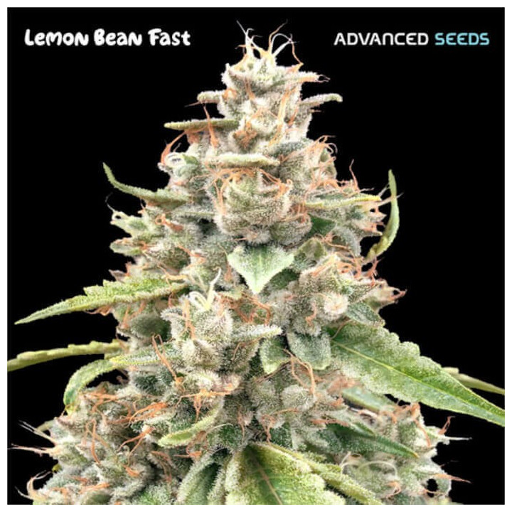Semillas feminizadas Lemon Bean Fast de Advanced Seeds