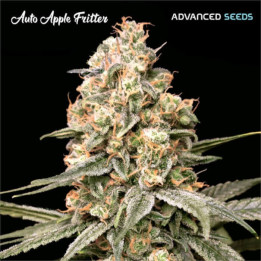 Semillas autoflorecientes Apple Fritter Auto de Advanced Seeds