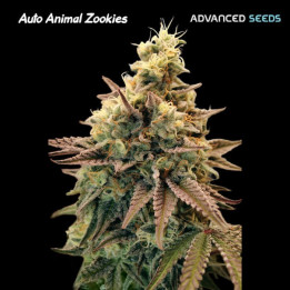 Semillas autoflorecientes Animal Zookies Auto de Advanced Seeds