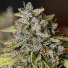 Semillas feminizadas Viejo Toby de Eva Seeds