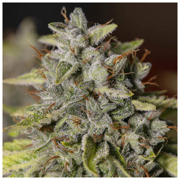 Semillas feminizadas Viejo Toby de Eva Seeds