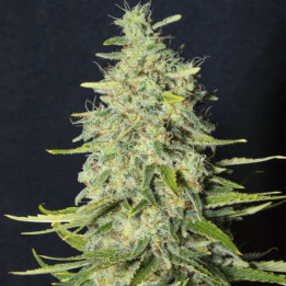 Semillas feminizadas Monster CBD de Eva Seeds