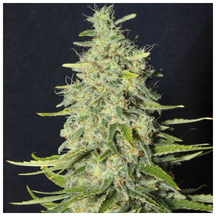 Semillas feminizadas Monster CBD de Eva Seeds