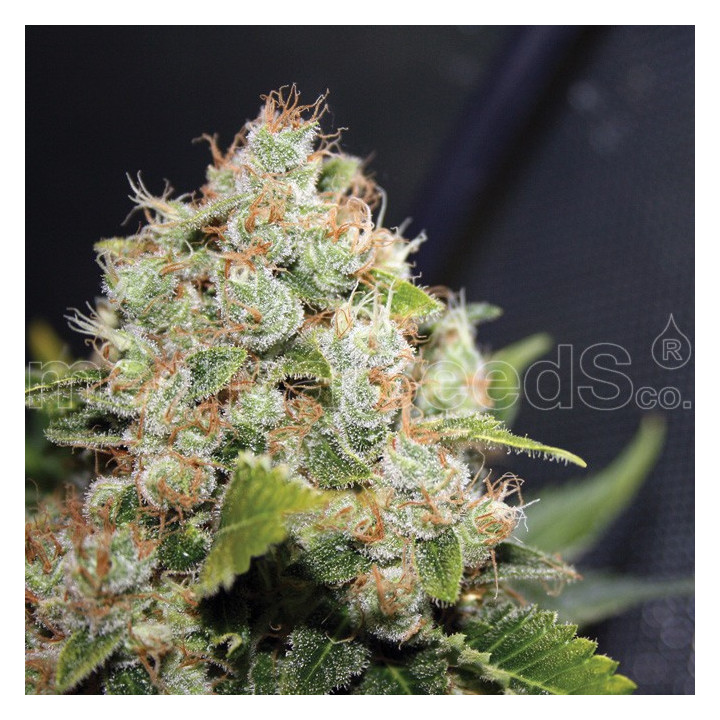 BCN Sour Diesel (Medical Seeds)