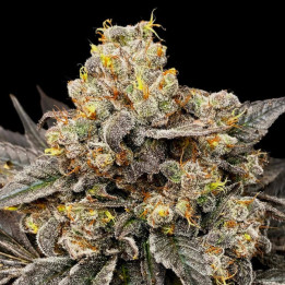 Semillas feminizadas Biscotti Zkittlez de 00 Seeds