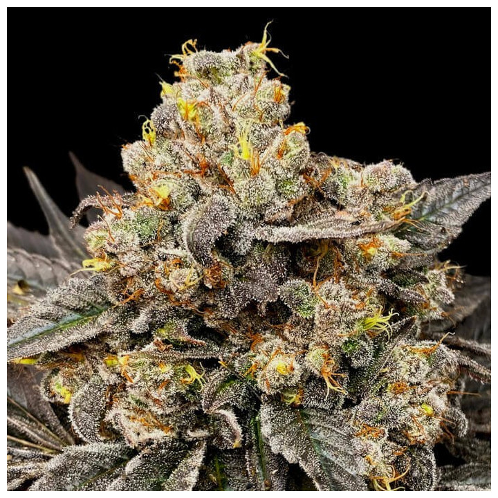 Semillas feminizadas Biscotti Zkittlez de 00 Seeds