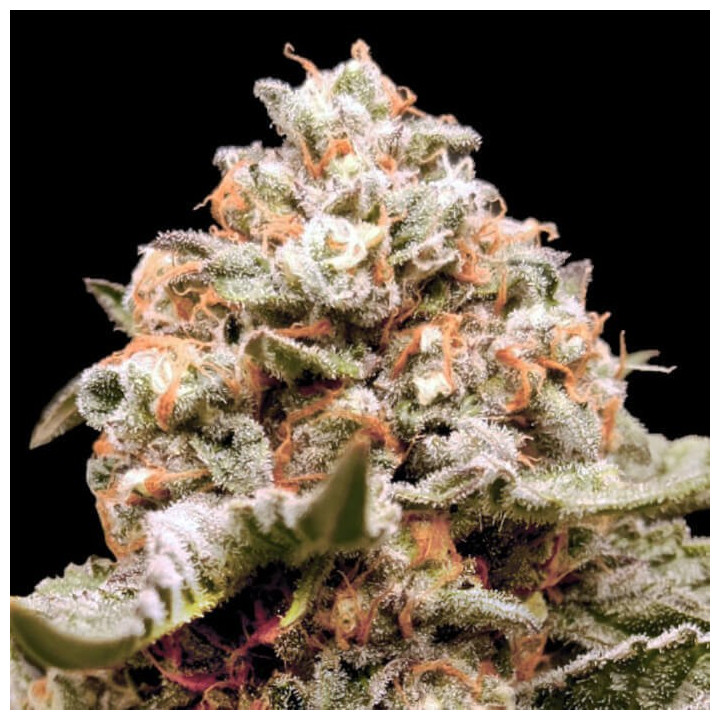 Semillas autoflorecientes Rainbow Mints Auto de 00 Seeds