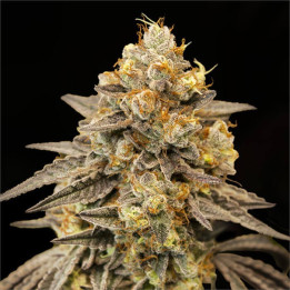 Semillas autoflorecientes Biscotti Zkittlez Auto de 00 Seeds