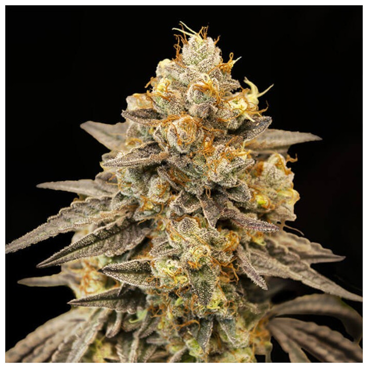 Semillas autoflorecientes Biscotti Zkittlez Auto de 00 Seeds