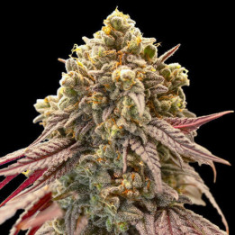 Semillas autoflorecientes Gelato Mint Auto de 00 Seeds