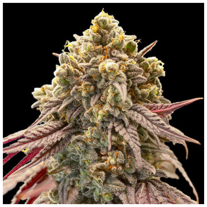 Semillas autoflorecientes Gelato Mint Auto de 00 Seeds