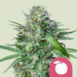 Semillas feminizadas Tangie de Royal Queen