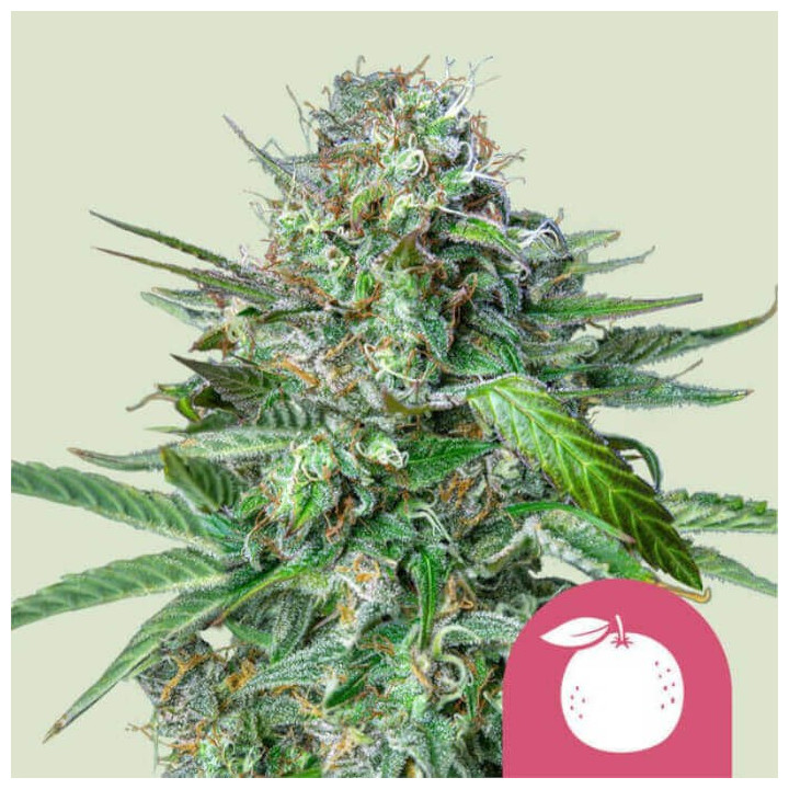 Semillas feminizadas Tangie de Royal Queen